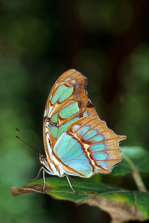 Siproeta Stelenes-México