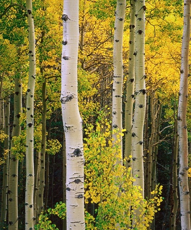 Aspen Trunks