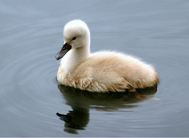 Mute Swan Cygnet