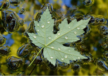 Floating Maple w/reflections