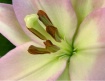 Pastel Lily