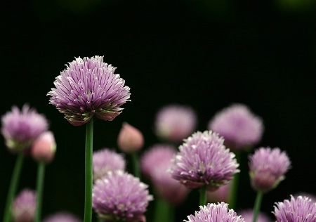 Chives