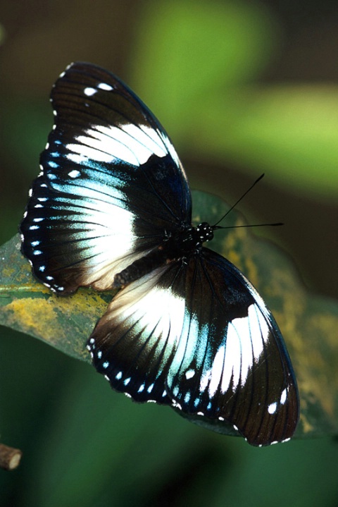 Hypolimas Monterionis-África