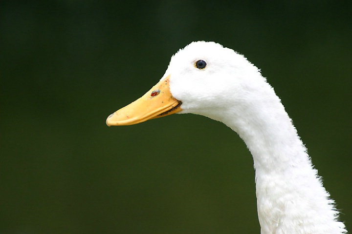 AFLAC