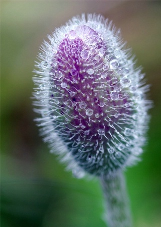 Raindrops on Poppy Bud