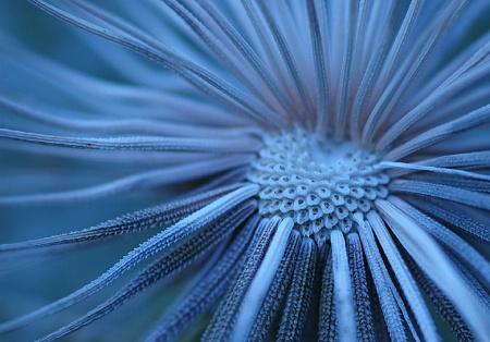 Seeds of Blue