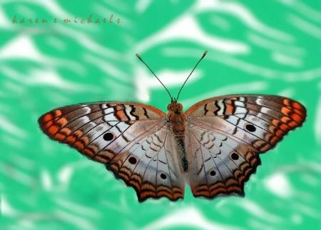 White Peacock Butterfly