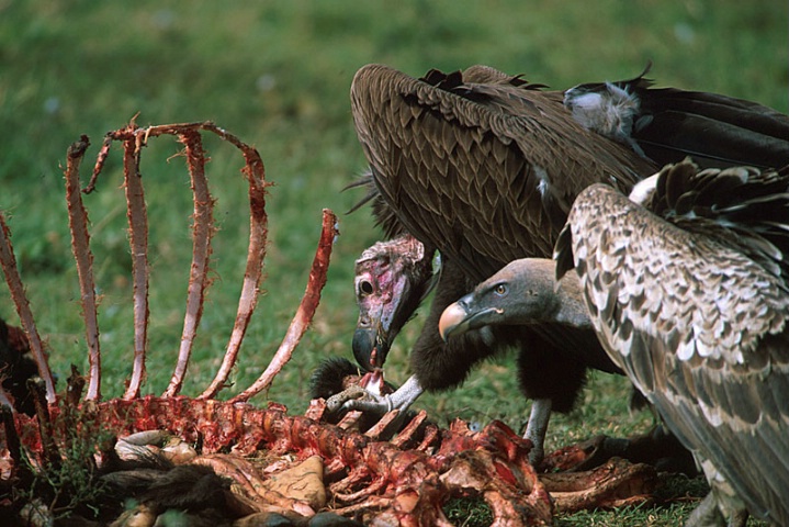 Vultures-Tanzania