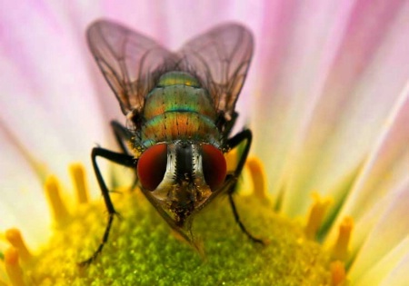 Gathering Pollen