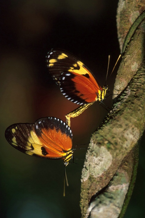 Heliconius Hecale-Panamá