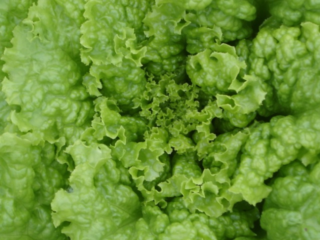 lettuce see