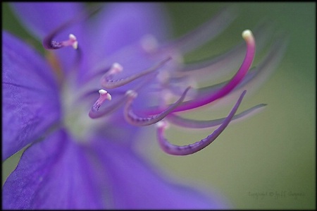 Tibouchina