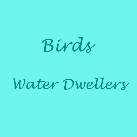 Birds: Water Dwellers