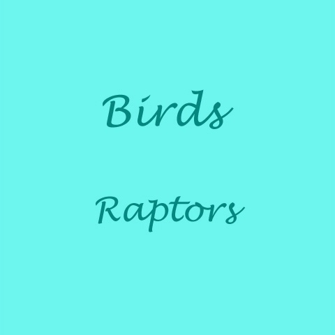 Birds: Raptors
