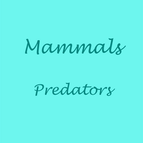 Mammals: Predators