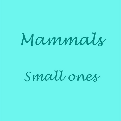 Mammals: Small Ones