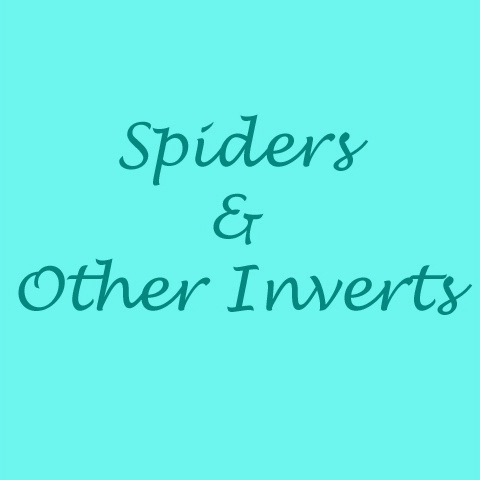 Spiders & Other Inverts