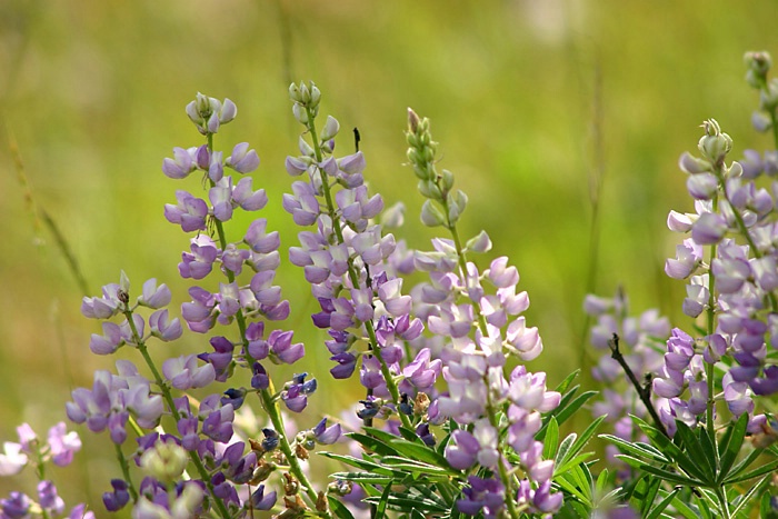 Soft Lupine