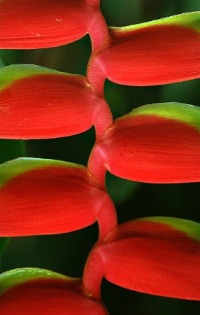 Natural Design
