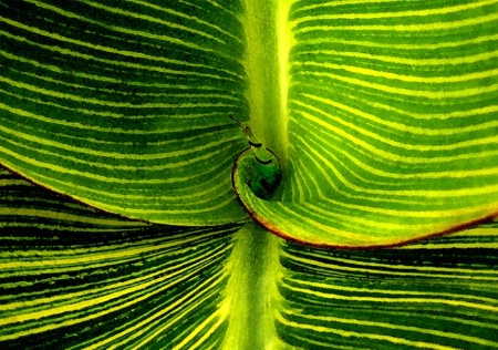 Striped Canna leaves
