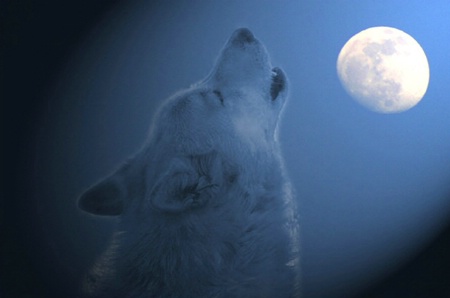 Moon Light Serenade