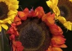 Sunflowers 1