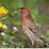 © Robert Hambley PhotoID # 945549: House Finch