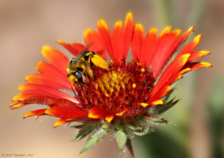 Pollen Gatherer