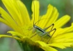 Little Grasshoppe...