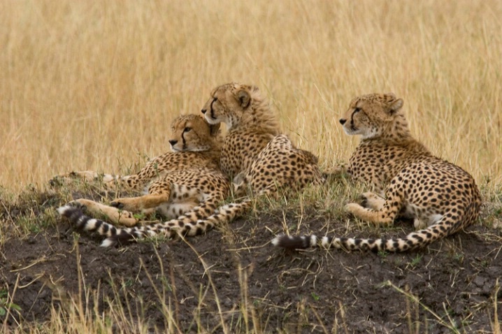 Resting Cheetahs - ID: 946561 © James E. Nelson