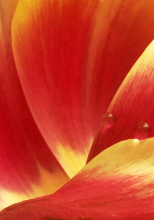 Tulip Curves