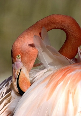 Flamingo-Portugal