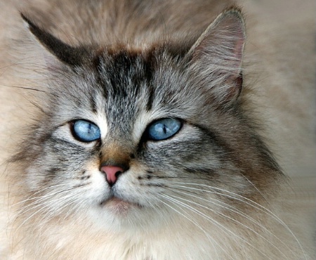 Baby Blues