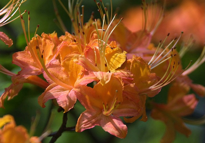 Mountain Honeysuckle