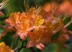 Mountain Honeysuc...