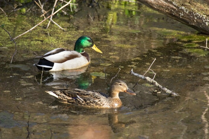 Mallard Ducks-Cuyahoga Valley National Park - ID: 947504 © James E. Nelson