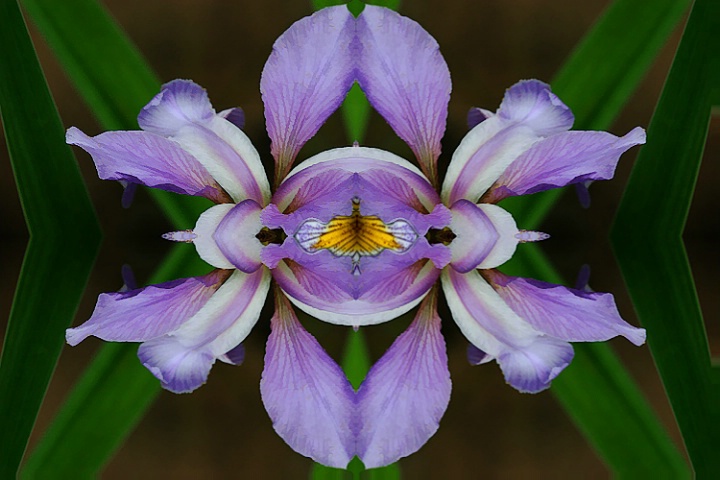 Mirrored Iris