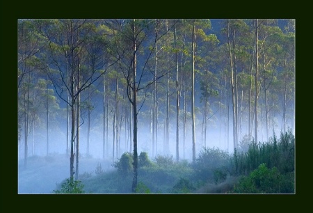 Misty Morning