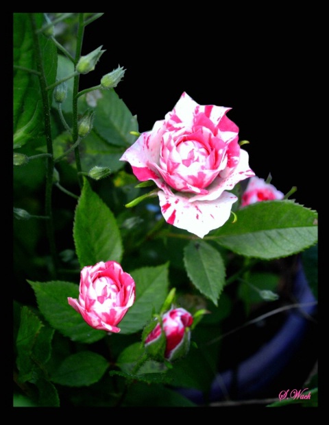 Rose of Diminutive
