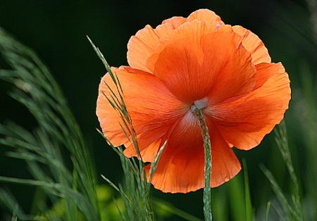 Poppy #2