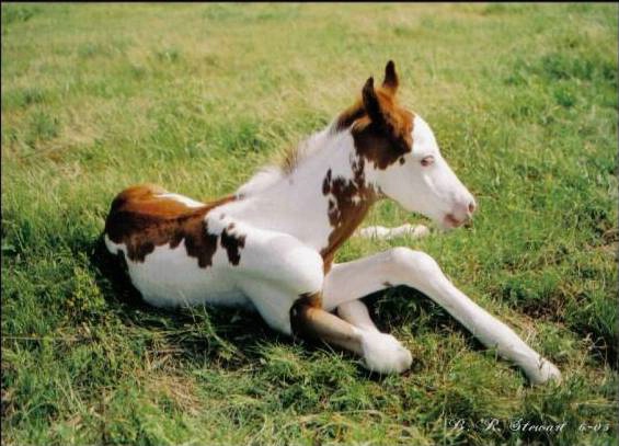 New Born Foal