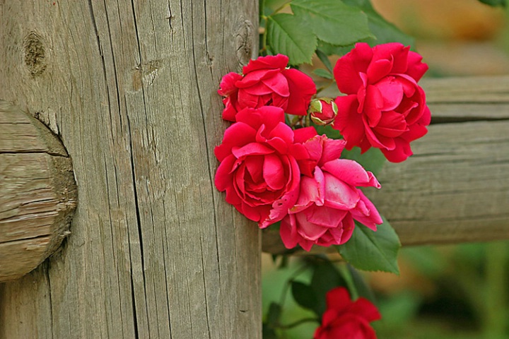 Post Roses