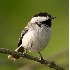 © Robert Hambley PhotoID # 949433: Black Capped Chickadee