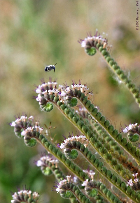 Scorpion Weed