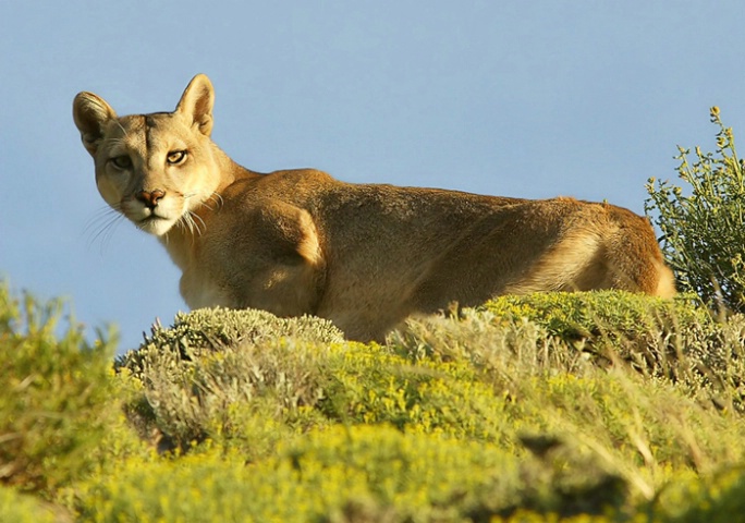 Puma at Torres del Paine