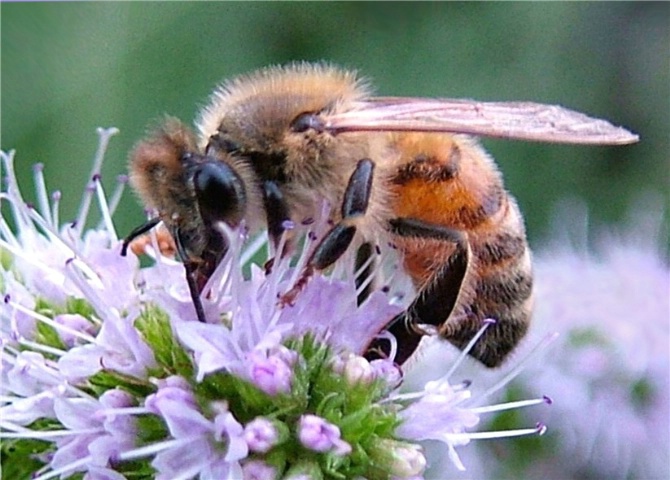 Bee on Mint