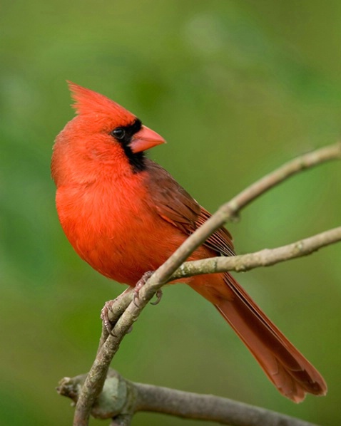 Cardinal - ID: 951838 © Robert Hambley
