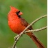 © Robert Hambley PhotoID # 951838: Cardinal