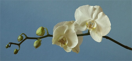 Orchid