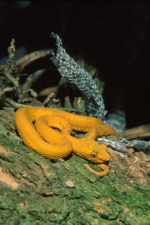 Eyelash Viper-Costa Rica
